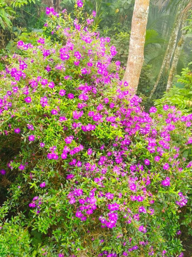 Spring And Valley View Thekkady Exterior photo